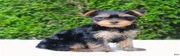 Yorkshire Terrier dogs for sale: Rissa - Ad 4