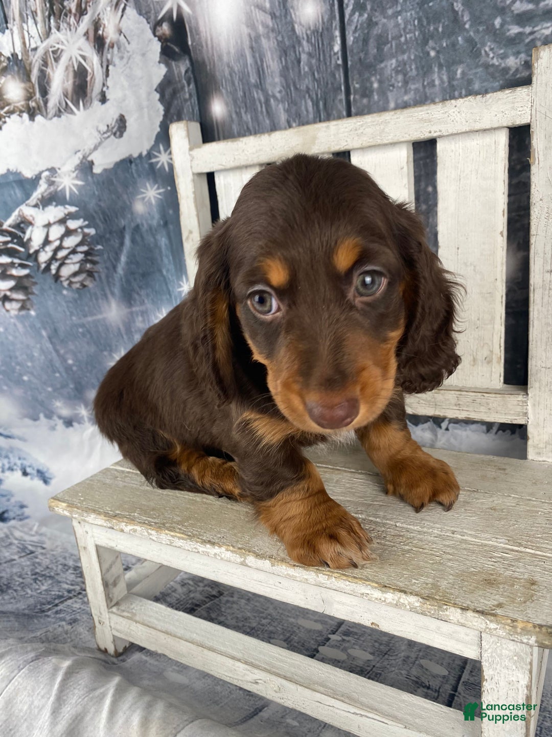 Miniature Dachshund dogs for sale: Toby - Ad 6