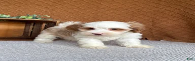 Tasha