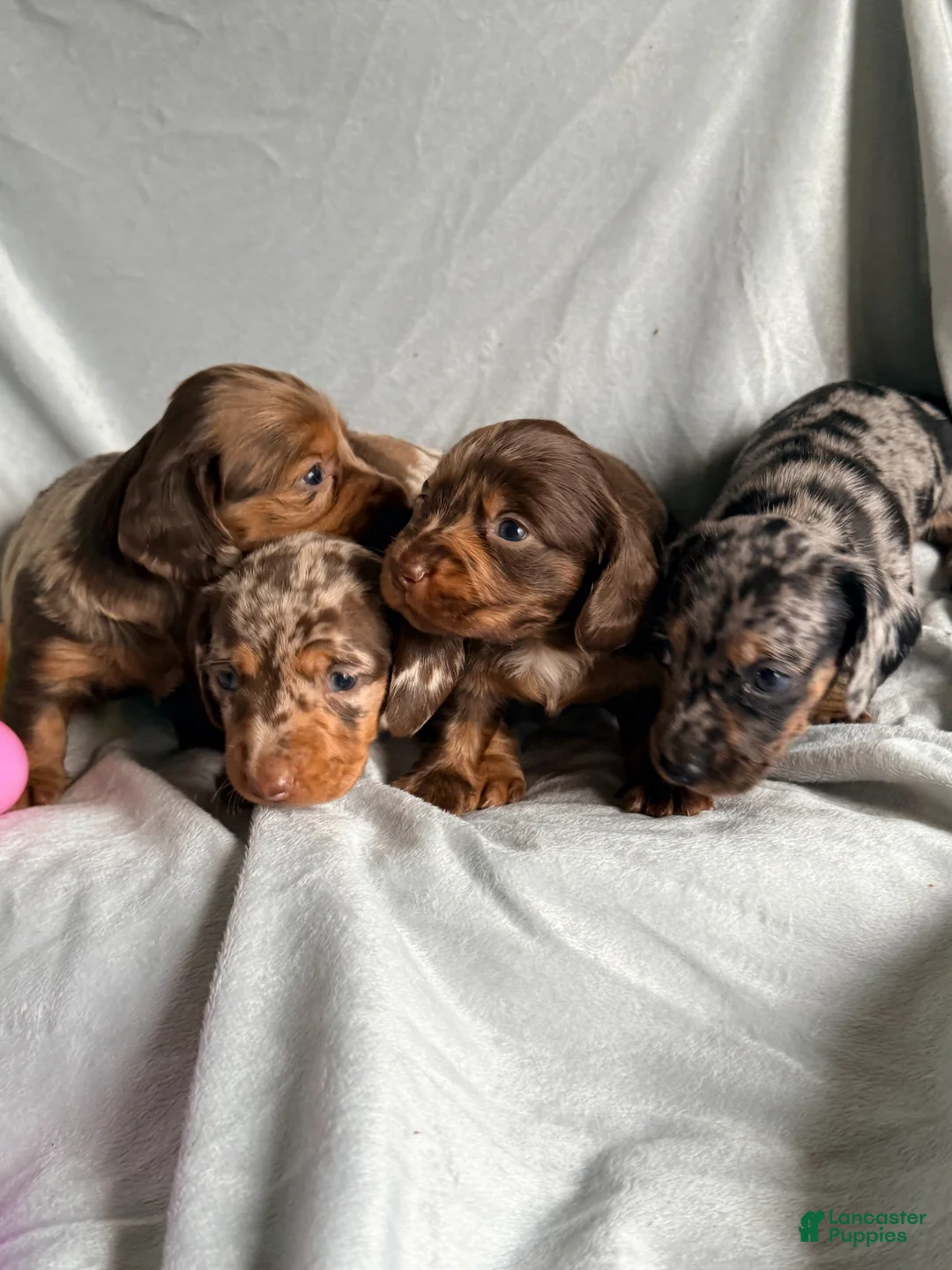 Dachshund dogs for sale: Dachshund Puppy 1 - Ad 1