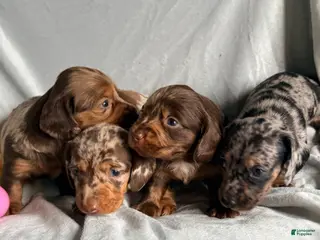 Dachshund dogs Dachshund Puppy 1 - Ad 23