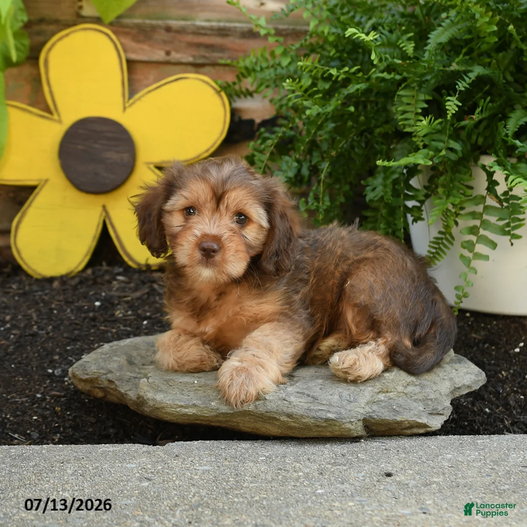 Cavapoo dogs for sale: Arlo - Ad 1
