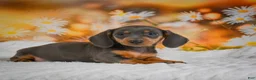 Miniature Dachshund dogs for sale: Dory - Ad 3