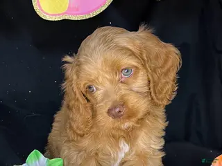 Cockapoo dogs for sale: Chevelle - Ad 3