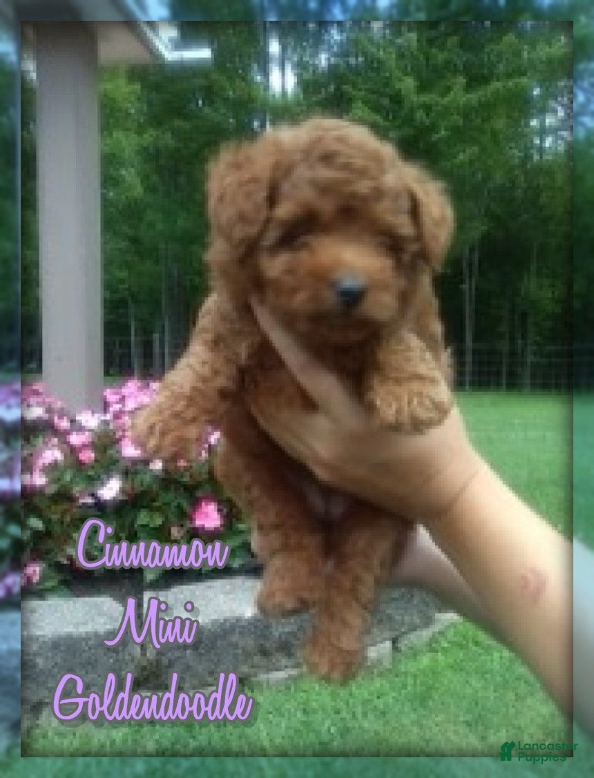 Mini Goldendoodle dogs Cinnamon - Ad 1