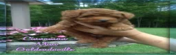 Mini Goldendoodle dogs for sale: Cinnamon - Ad 1