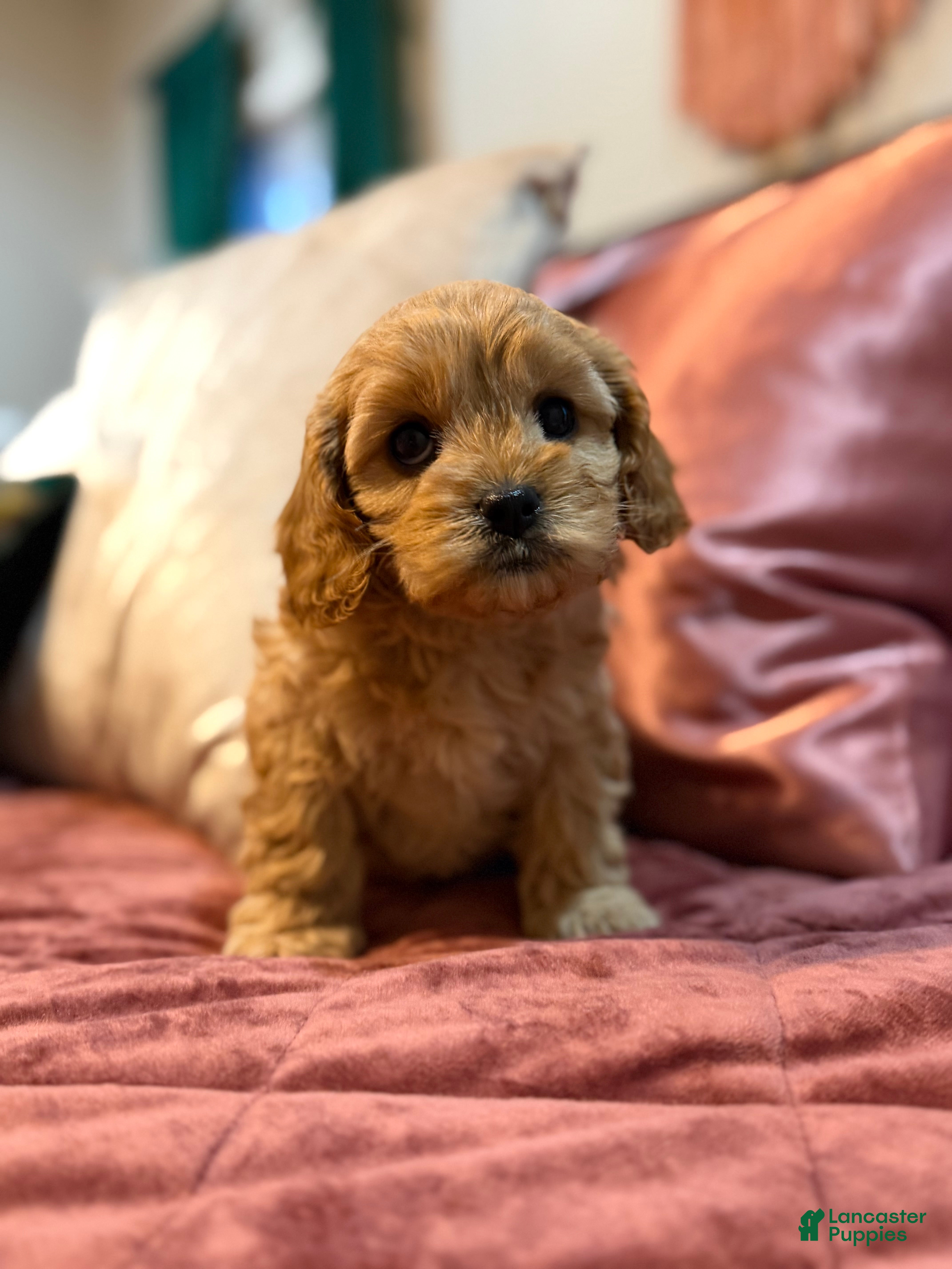 Cavapoo dogs Cavapoo Puppy 2 - Ad 2