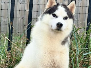 Siberian Husky dogs Carter - Ad 2