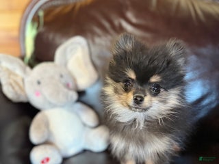 Pomeranian dogs - Ad 18