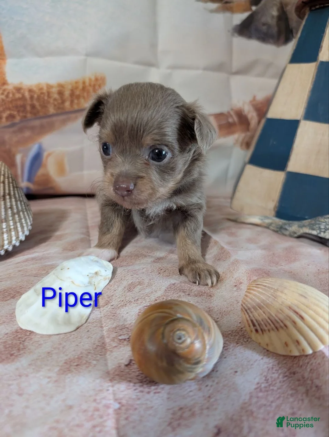 Chihuahua dogs for sale: Piper ACA - Ad 1