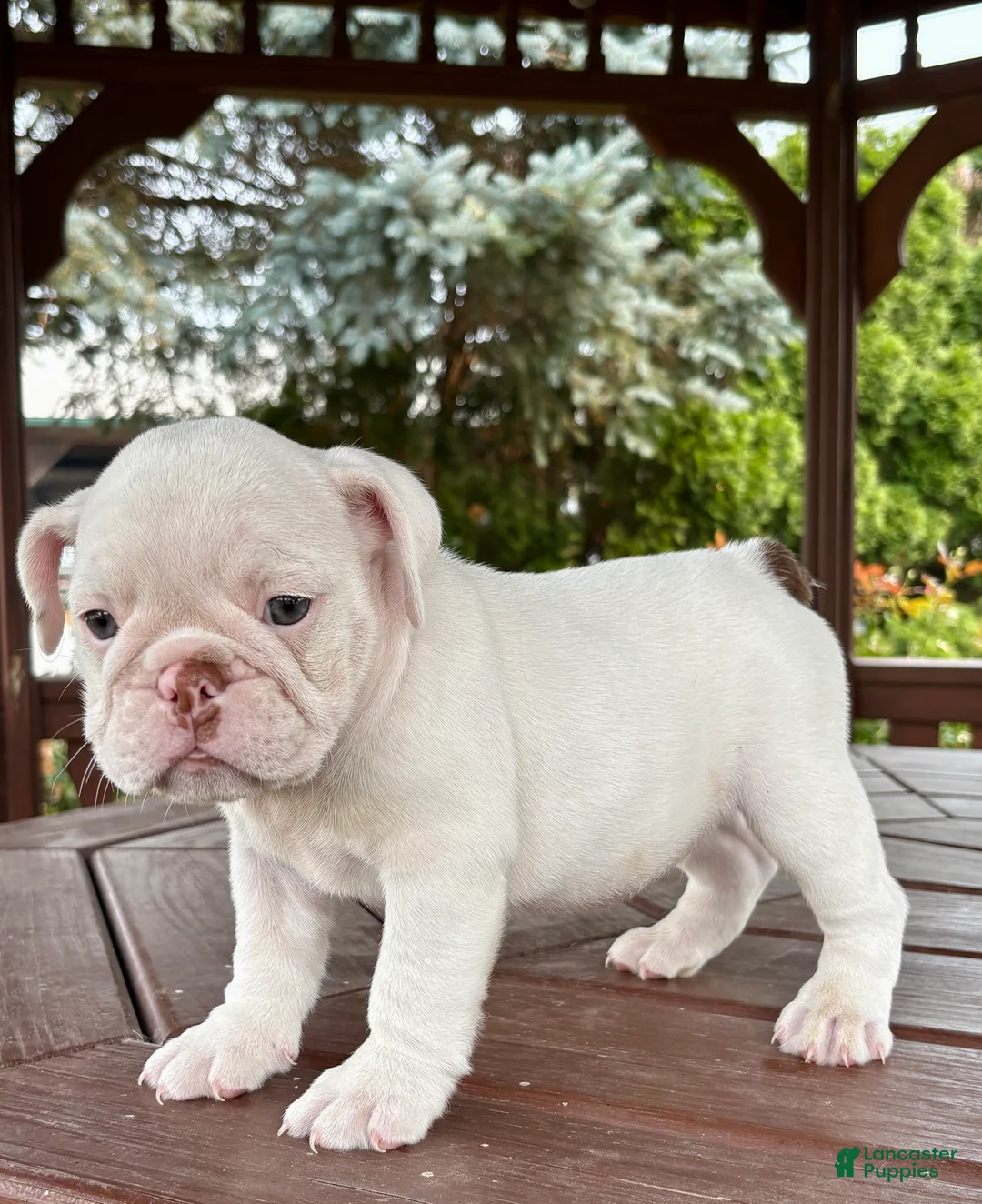English Bulldog dogs for sale: Olaf - Ad 1