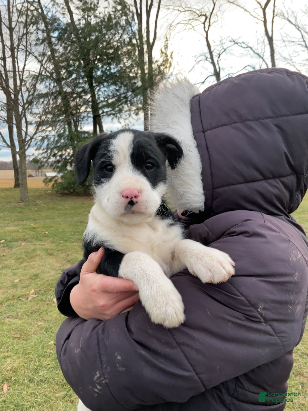 Mixed Breed dogs for sale: Eleanor  - Ad 6