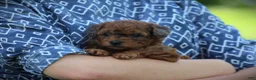 Bichpoo dogs for sale: Niagara - Ad 7