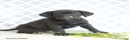 Mixed Breed dogs for sale: Reba - Ad 4