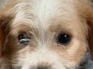 Mixed Breed dogs for sale: Jasper - Ad 3