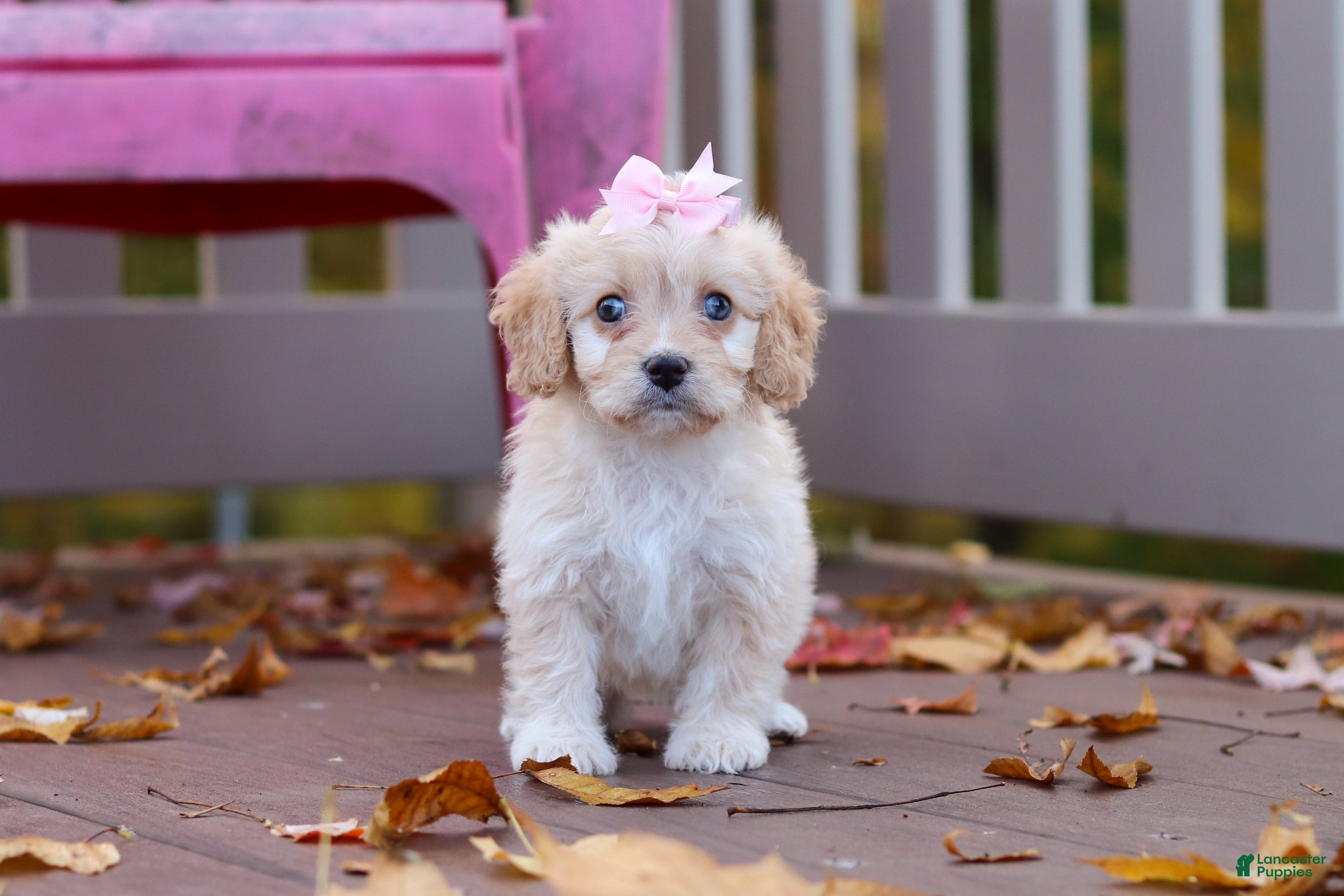 Cavachon dogs for sale: Honey - Ad 1