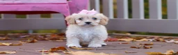 Cavachon dogs for sale: Honey - Ad 1