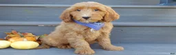 Mini Goldendoodle dogs for sale: Bingo - Ad 6