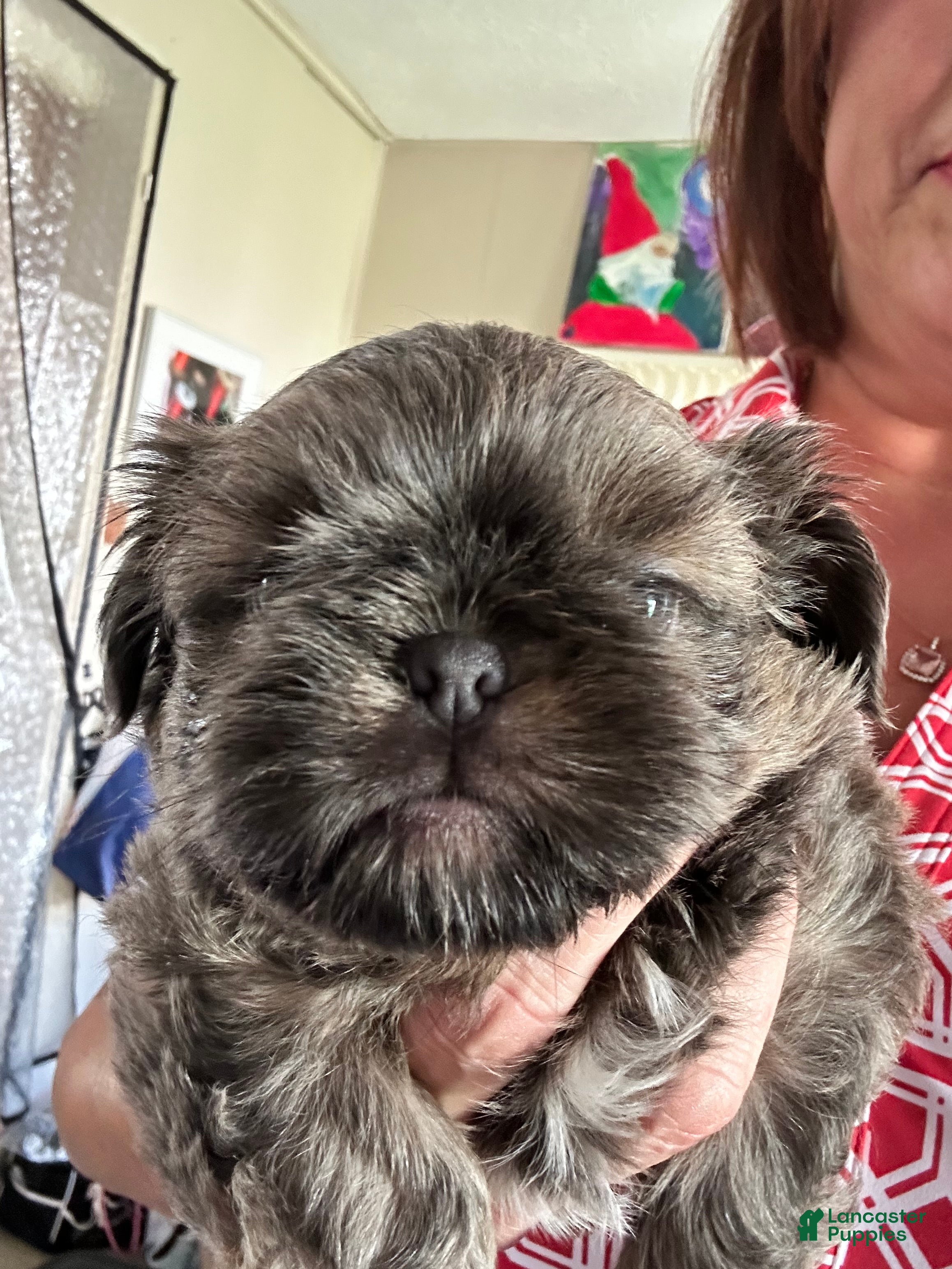 Shih Tzu dogs Shih Tzu Puppy 2 - Ad 2