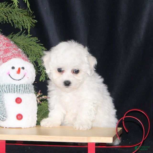 Bichon Frise dogs Luna - Ad 31