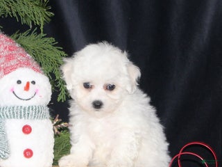 Bichon Frise dogs Luna - Ad 15