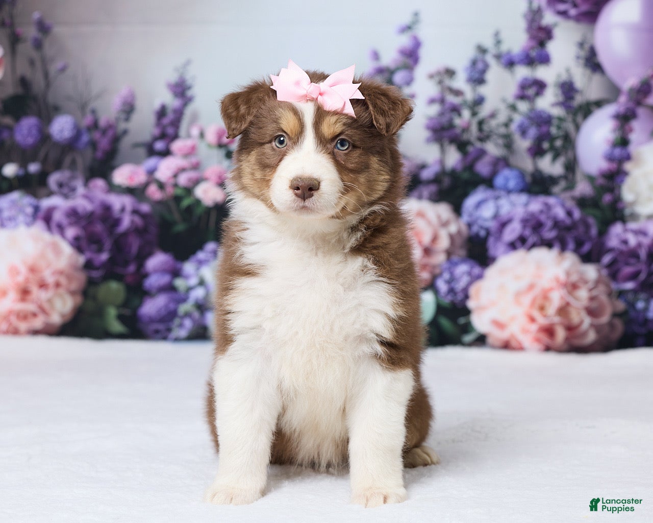 Australian Shepherd dogs CeCe - Ad 1