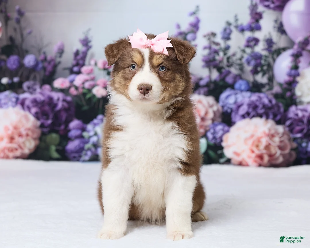 Australian Shepherd dogs for sale: CeCe - Ad 1