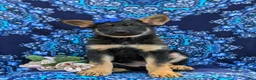 German Shepherd dogs for sale: Sage - Ad 4