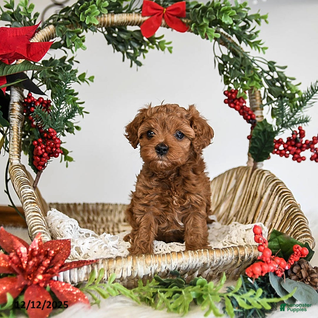 Cavapoo dogs for sale: Dixie - Ad 2