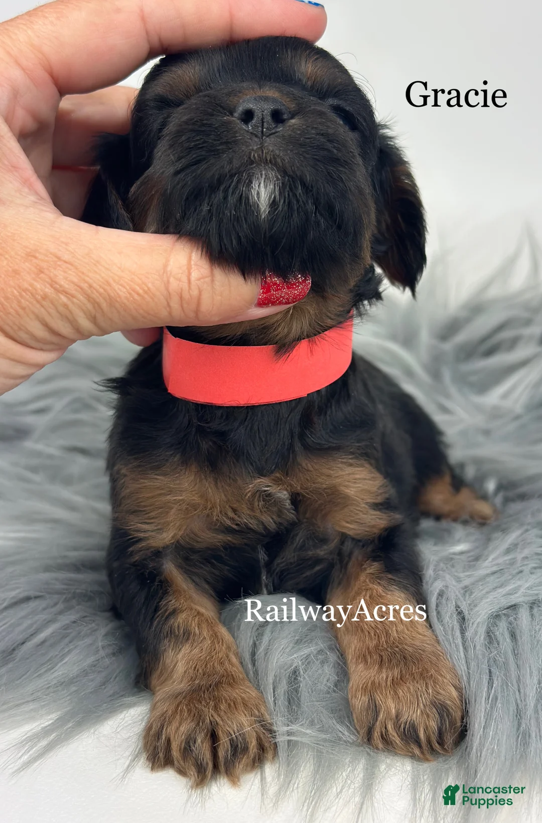 Cavapoo dogs for sale: Gracie - Ad 2