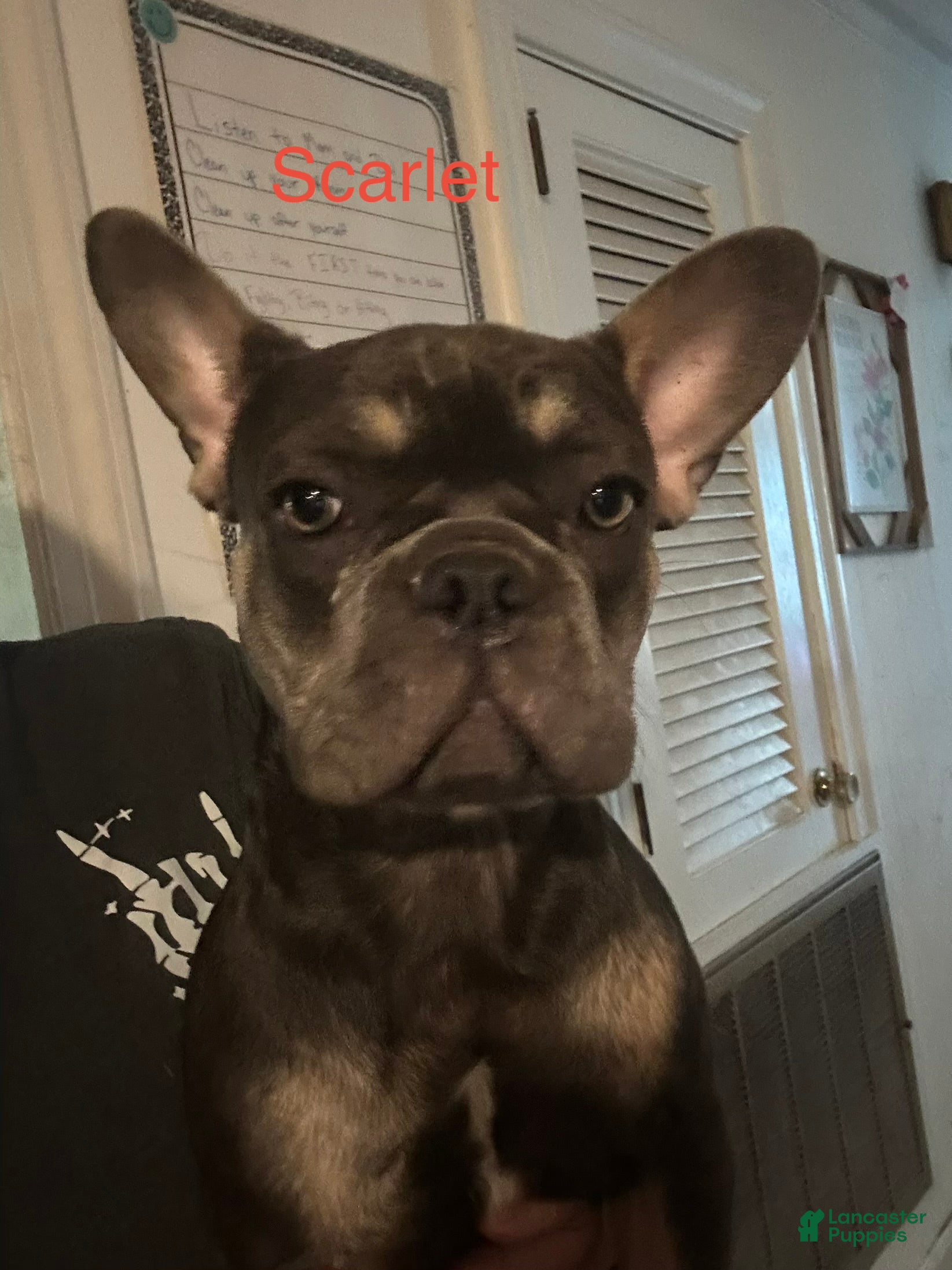 French Bulldog dogs Scarlett_Female - Ad 25