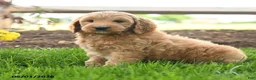 Goldendoodle dogs for sale: Topper - Ad 5
