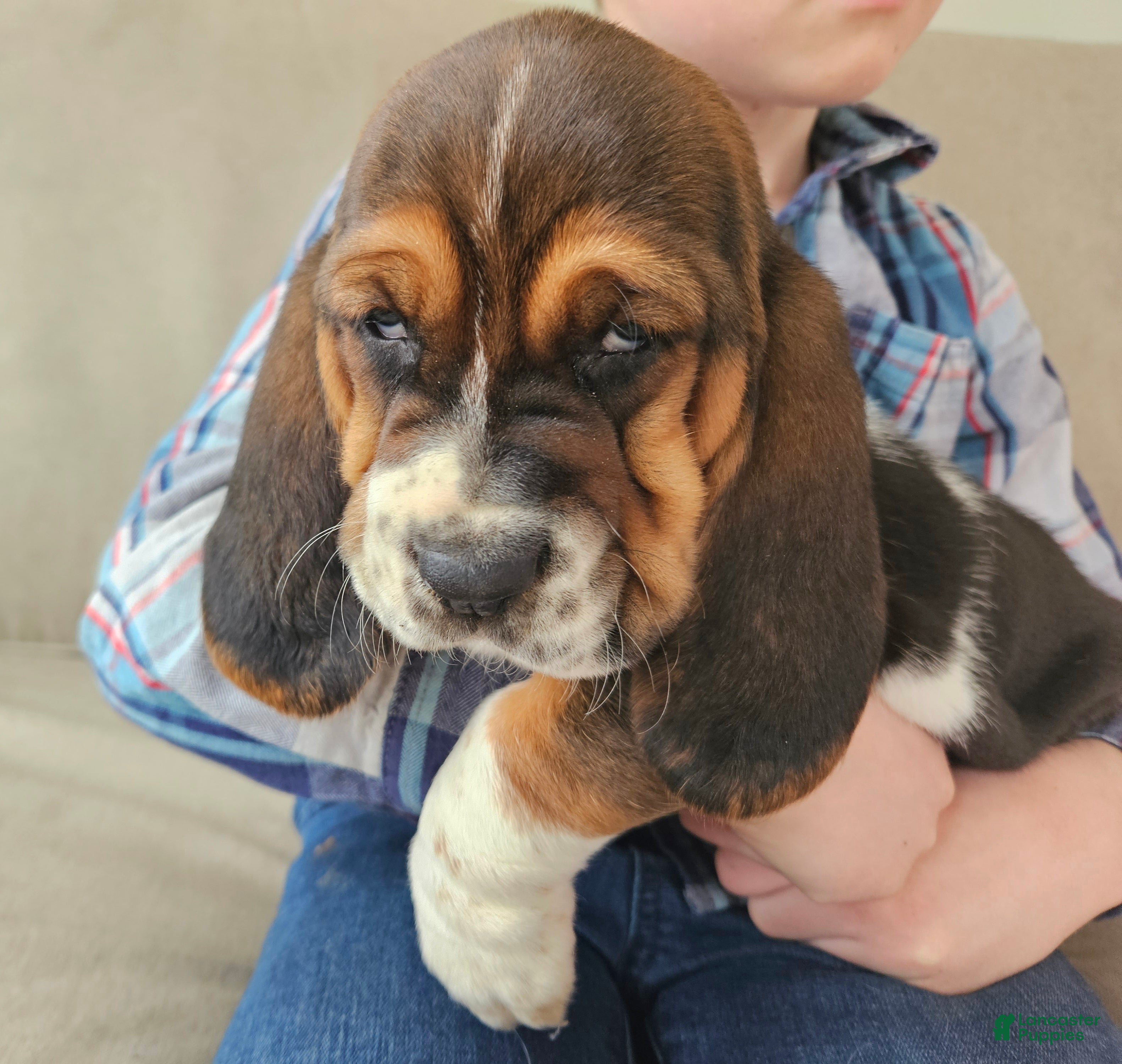 Basset Hound dogs Duke - Ad 1