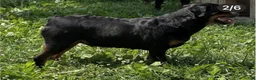 Rottweiler dogs for sale: Rottweiler 1 - Ad 20