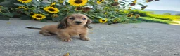 Miniature Dachshund dogs for sale: Heidi - Ad 7