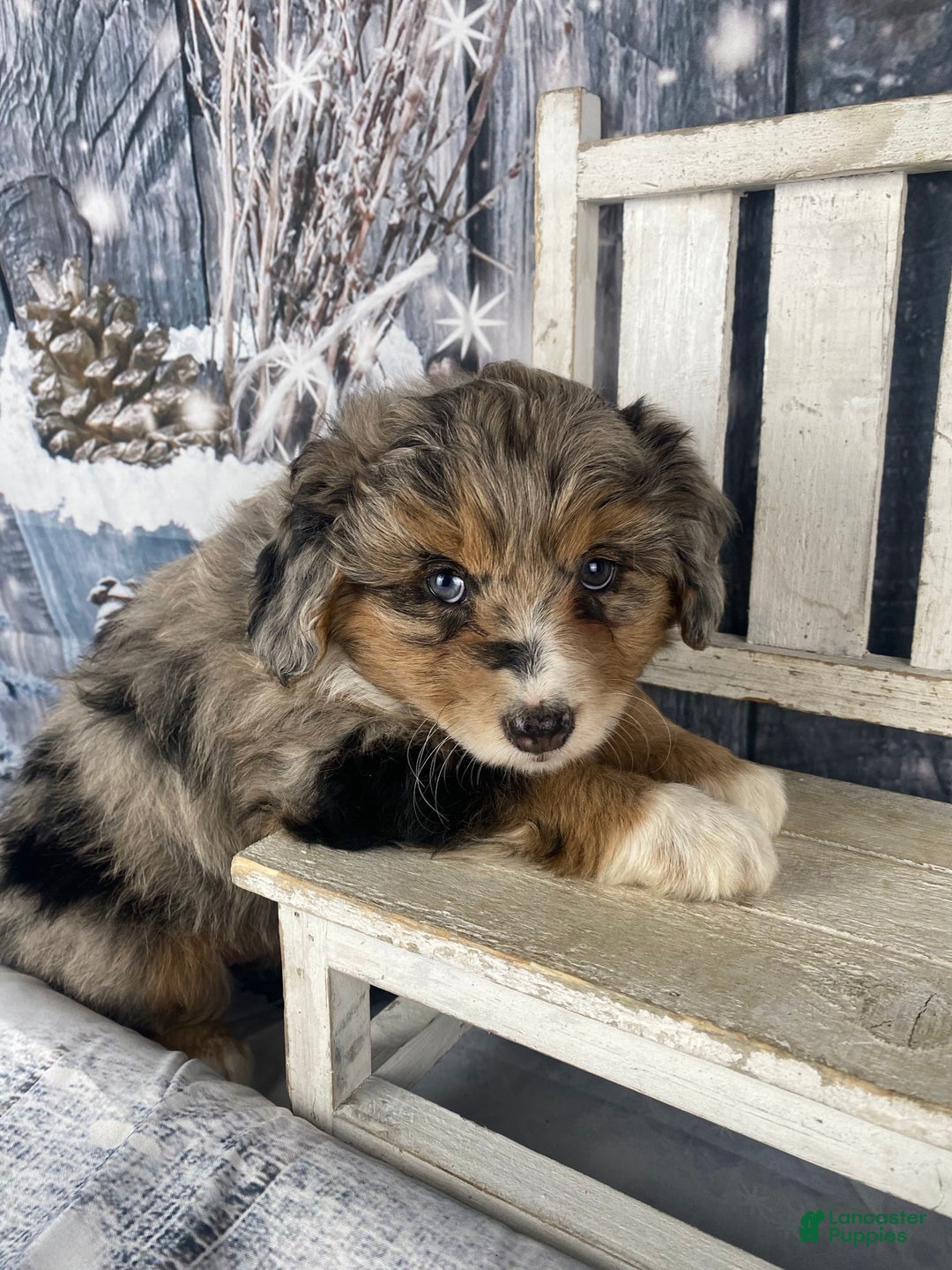 Aussiedoodle dogs for sale: Paisley - Ad 7