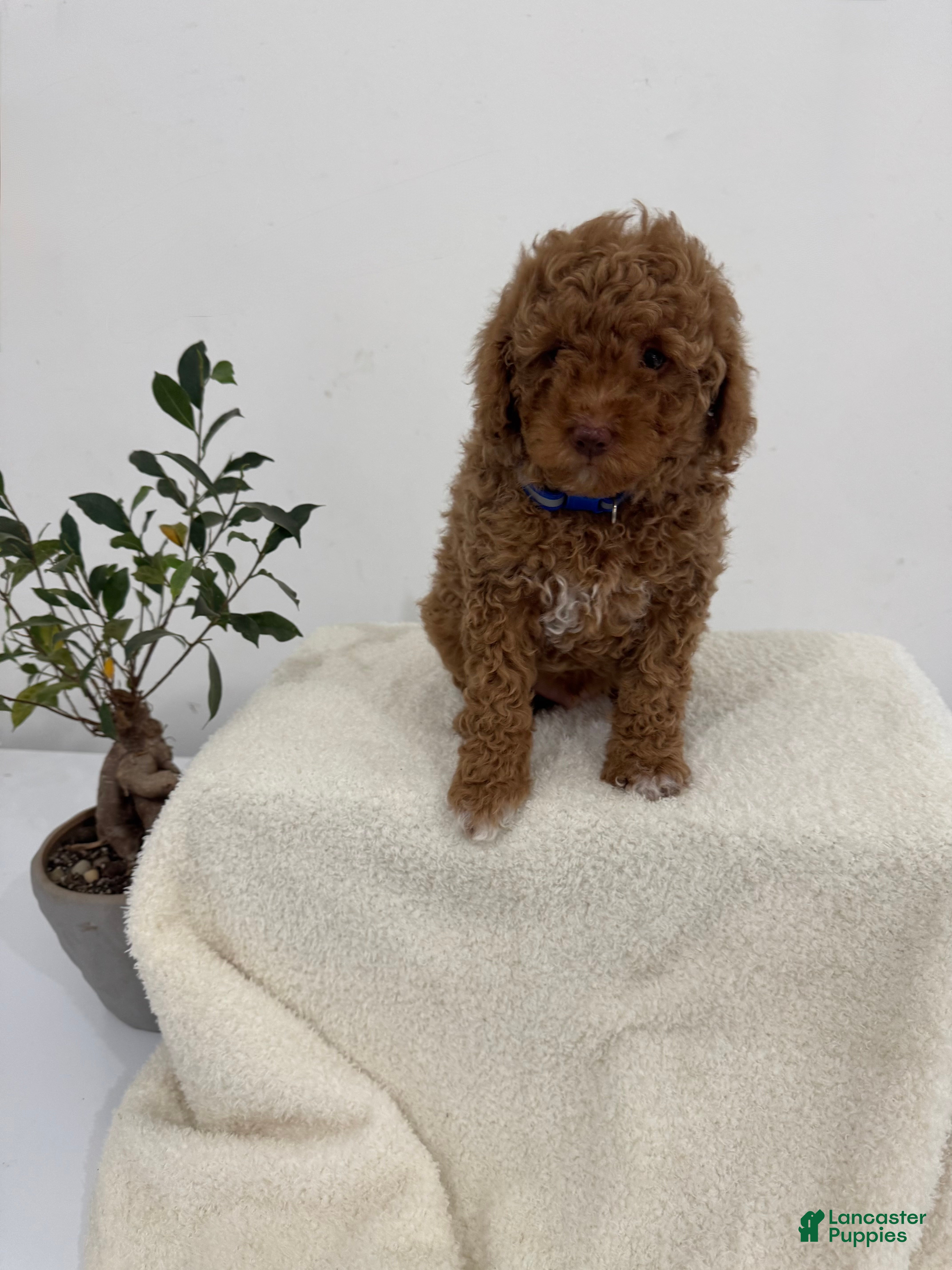 Mini Goldendoodle dogs Blue - Ad 19