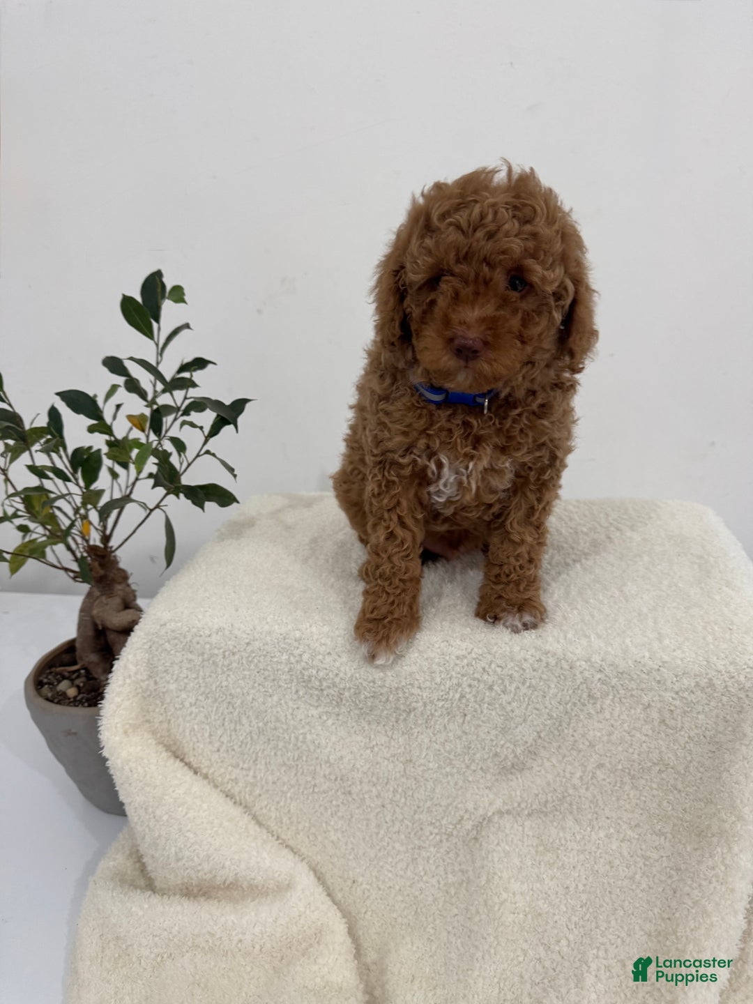 Mini Goldendoodle dogs for sale: Blue - Ad 1