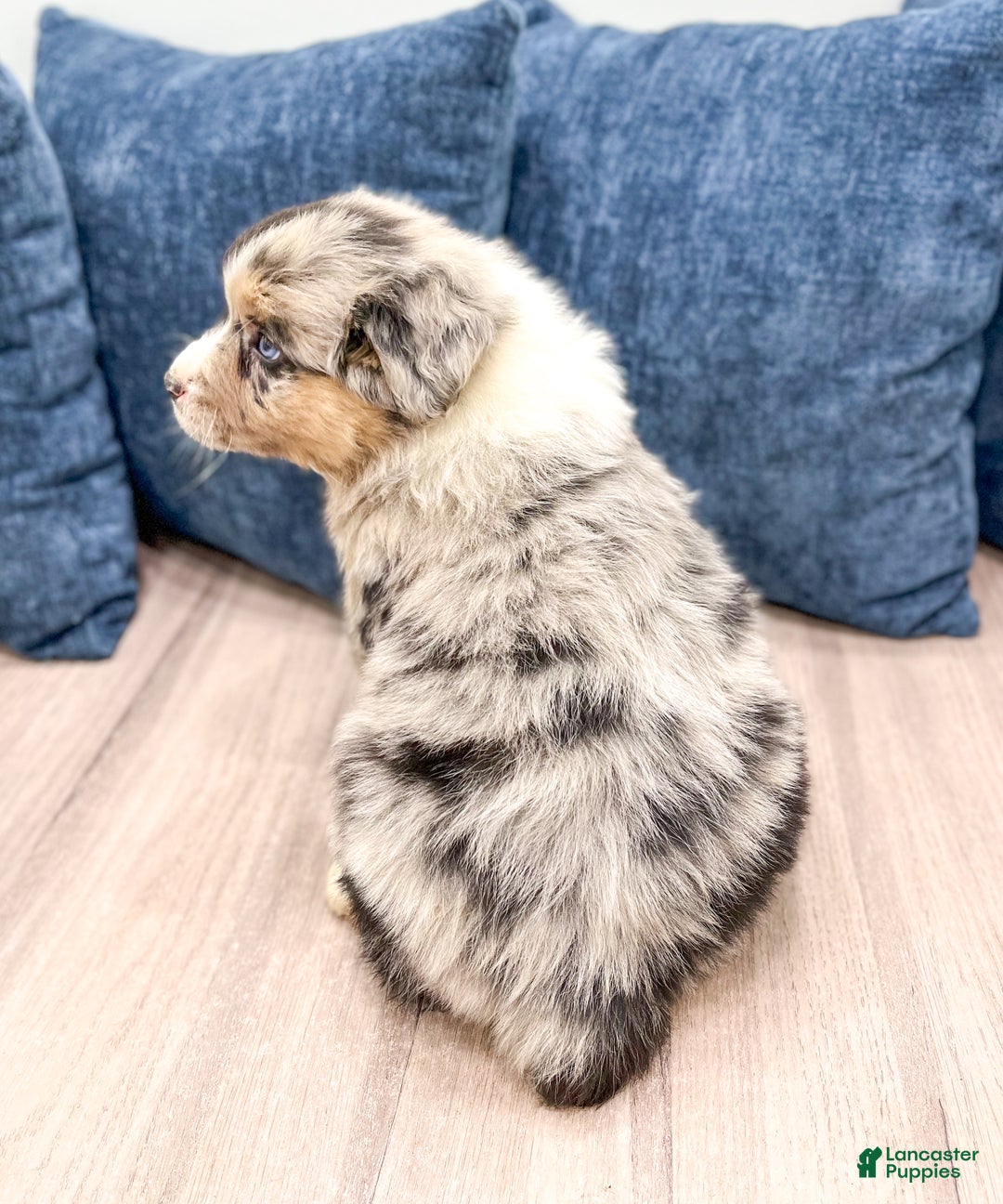 Australian Shepherd dogs for sale: Dakota - Ad 5