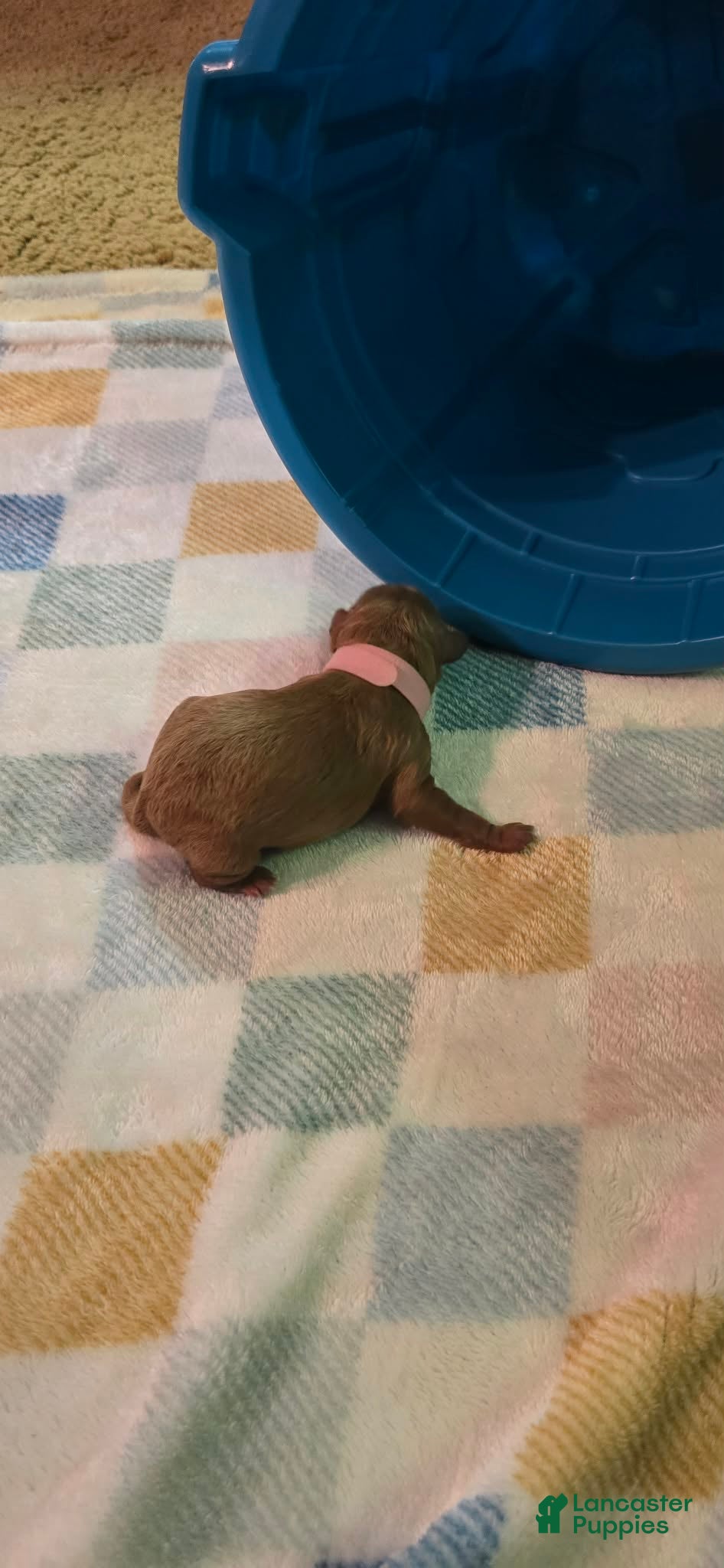 Mini Goldendoodle dogs for sale: lucy - Ad 3