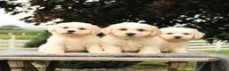 Bichon Frise dogs for sale: Liberty - Ad 5