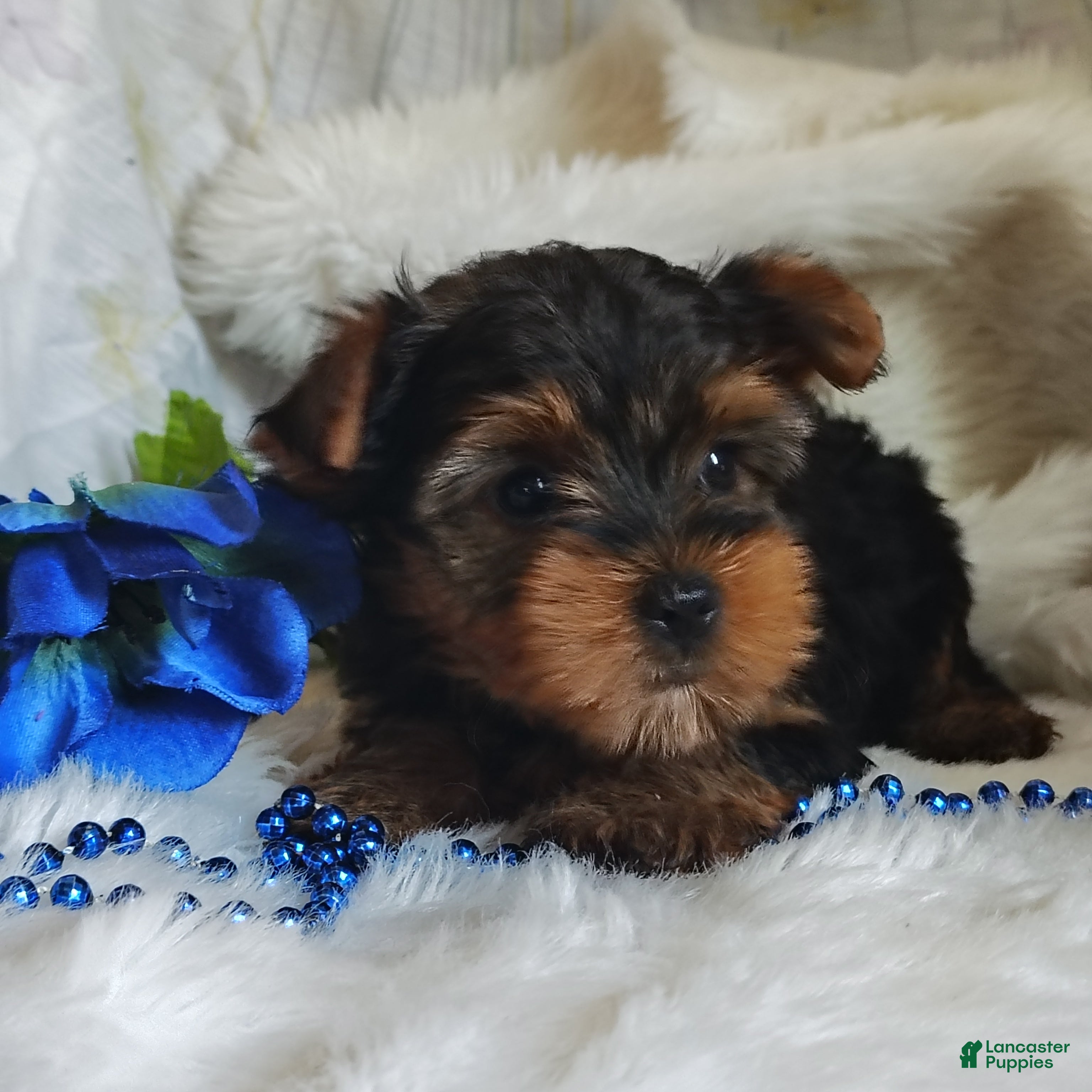 Yorkshire Terrier dogs Lance - Ad 2