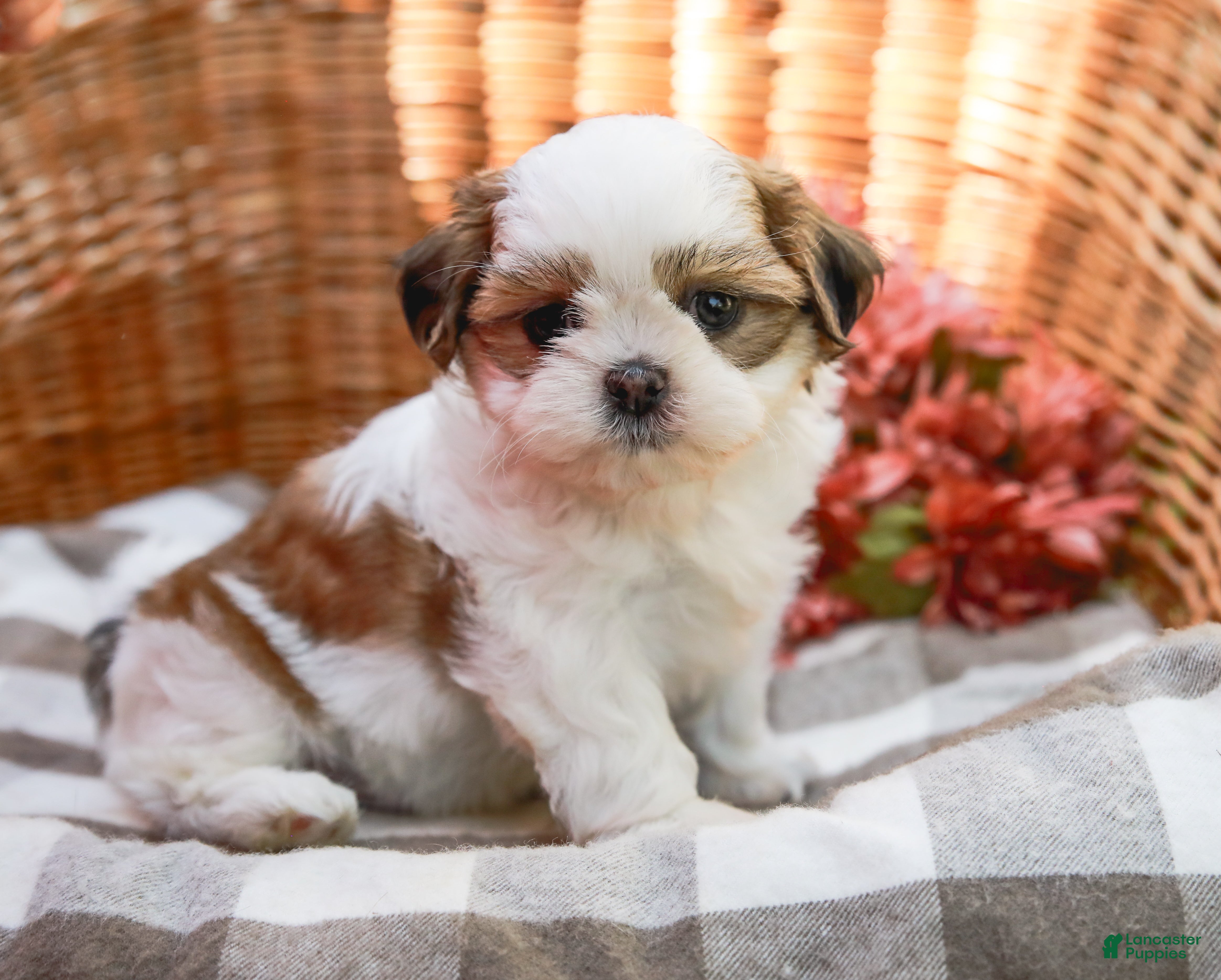 Shih Tzu dogs Anthony - Ad 1