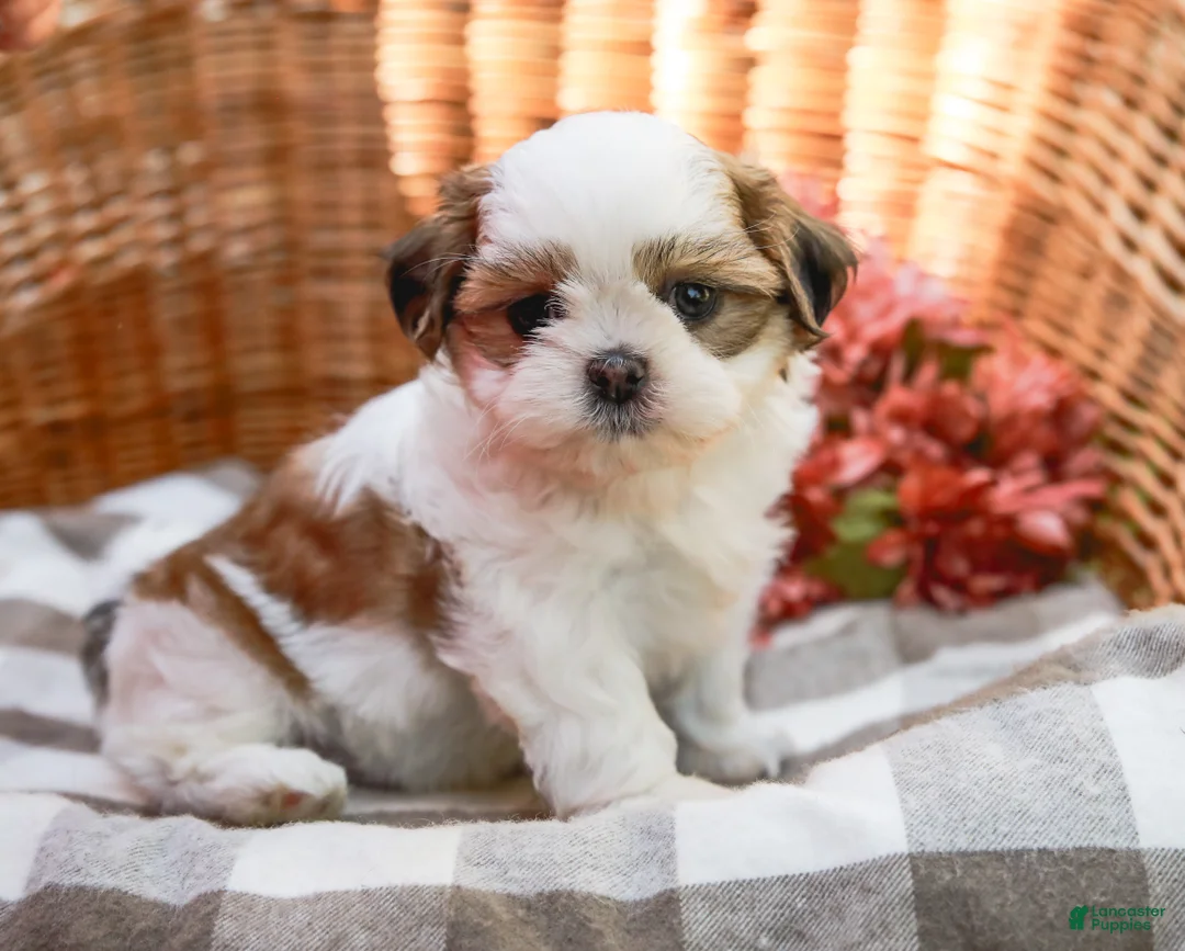 Shih Tzu dogs for sale: Anthony - Ad 1