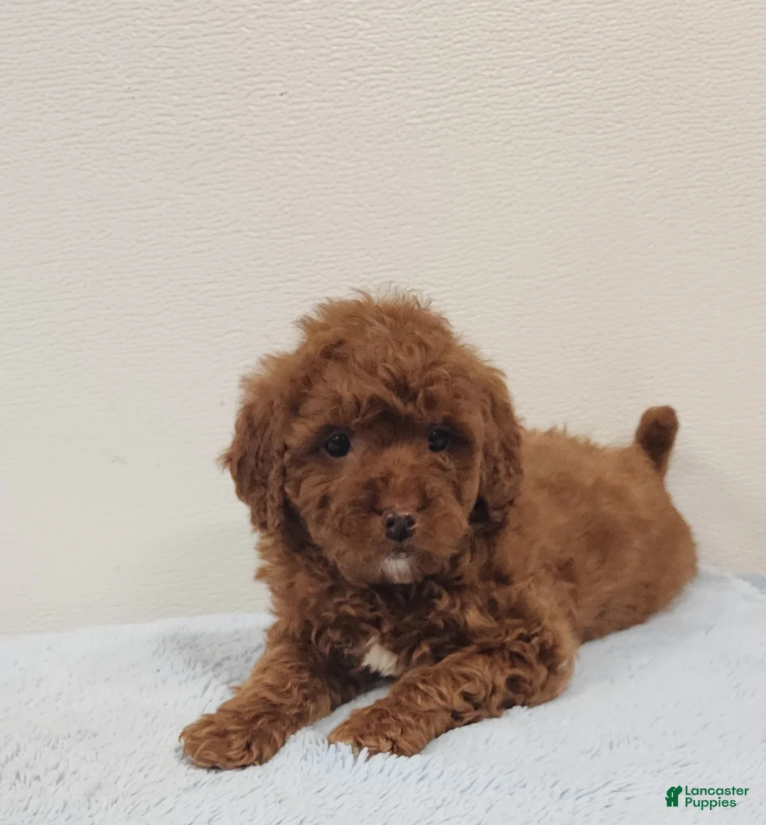 Mini Goldendoodle dogs for sale: Rover - Ad 5