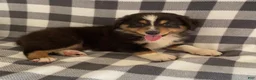 Australian Shepherd dogs for sale: Sandy - Ad 3