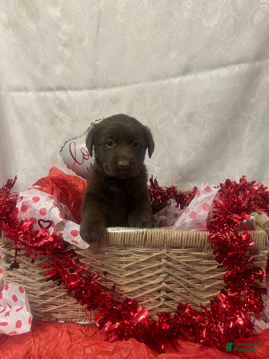 Labrador Retriever dogs for sale: Valentine - Ad 3