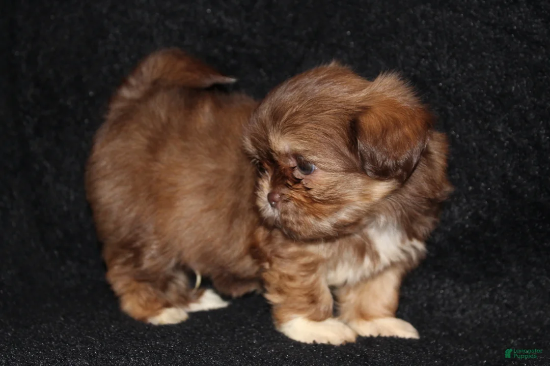 Shih Tzu dogs for sale: Marty - Ad 2