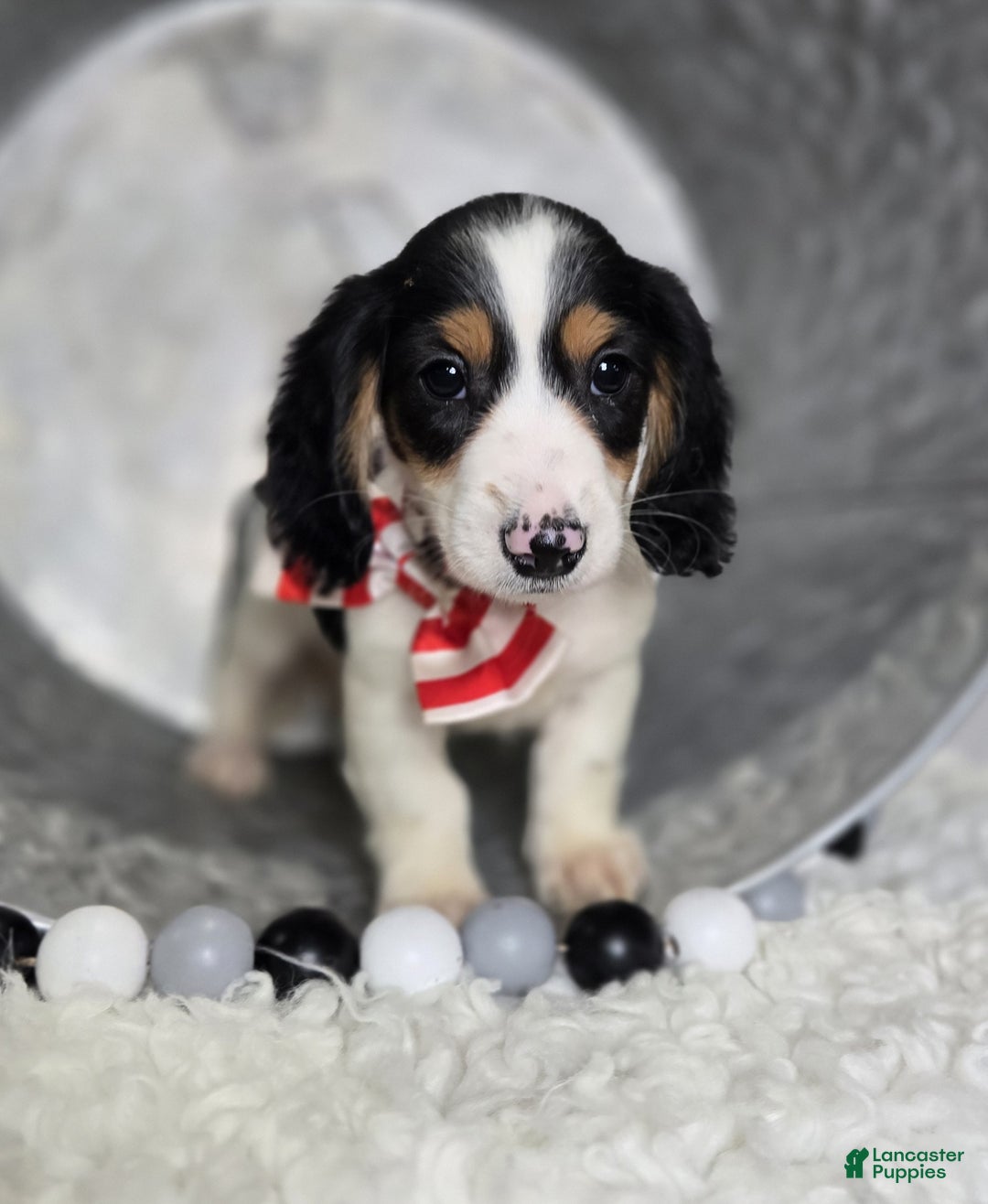 Miniature Dachshund dogs for sale: Tyler - Ad 4