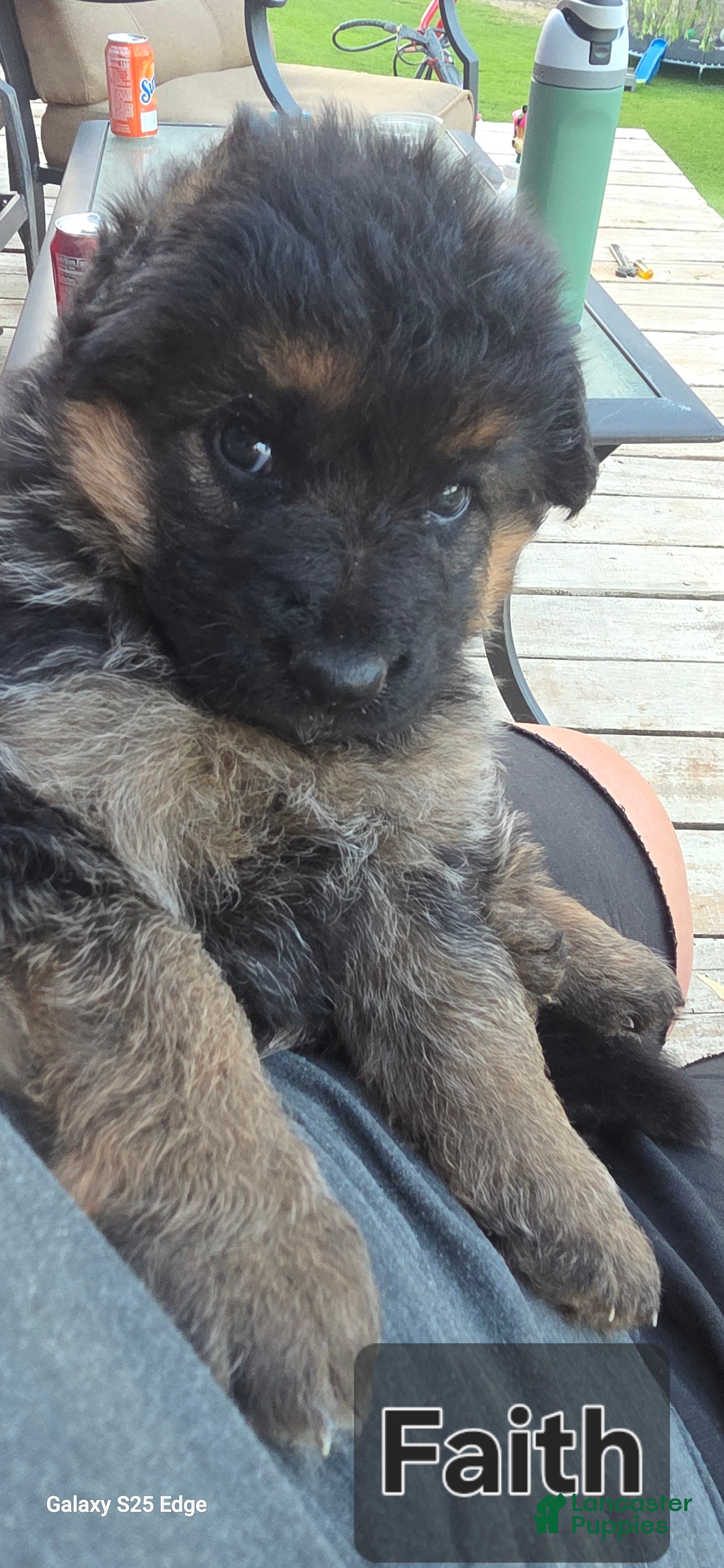 German Shepherd dogs German Shepherd Puppy 4 - Ad 1